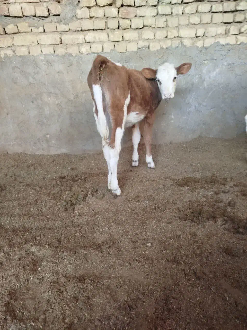 دو راس گوساله ماده سیمنتال ودورگ|حیوانات مزرعه|جعفرآباد, |دیوار