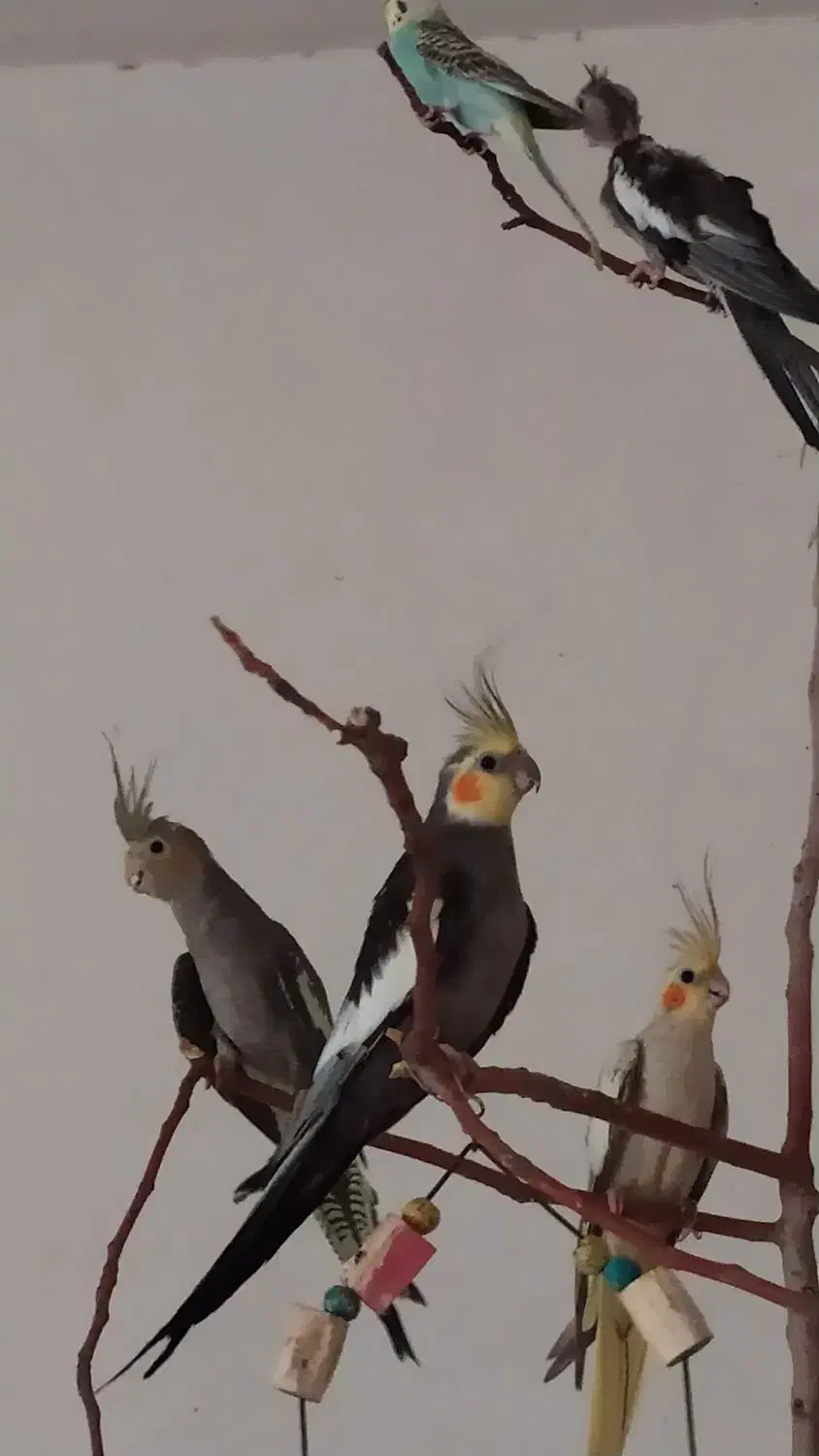 عروس هلندی ، مرغ عشق ، فنچ لپ سیاه|پرنده|بردسکن, |دیوار