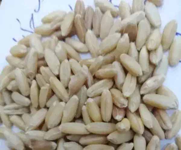 گندم بذری بوجار شده|عمدهفروشی|خمین, |دیوار