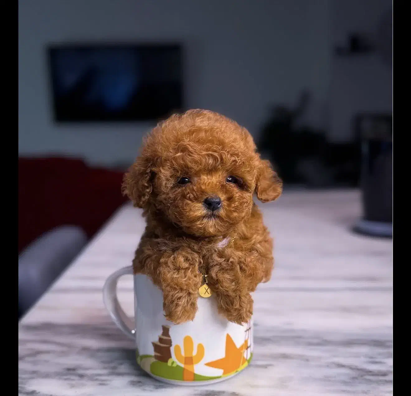 تاینی پودل رنگ رد|سگ|تهران, شهرک غرب|دیوار