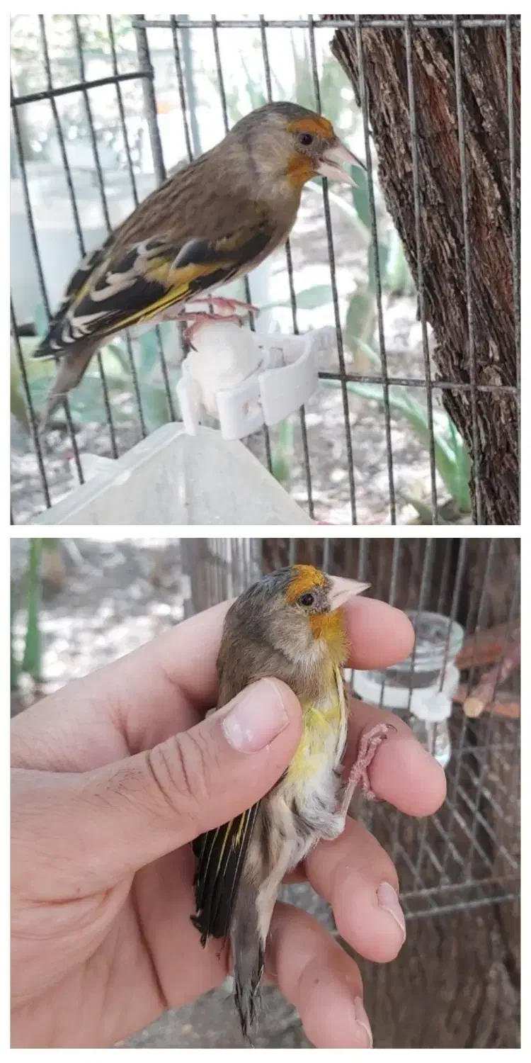 قناری سهره فنچ مرغ‌عشق انگلیسی فروش یا معاوضه|پرنده|شیراز, شاه قلی بیگی|دیوار