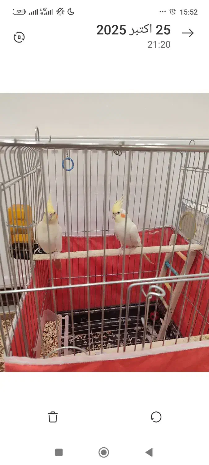 عروس هلندی|پرنده|قروه, |دیوار