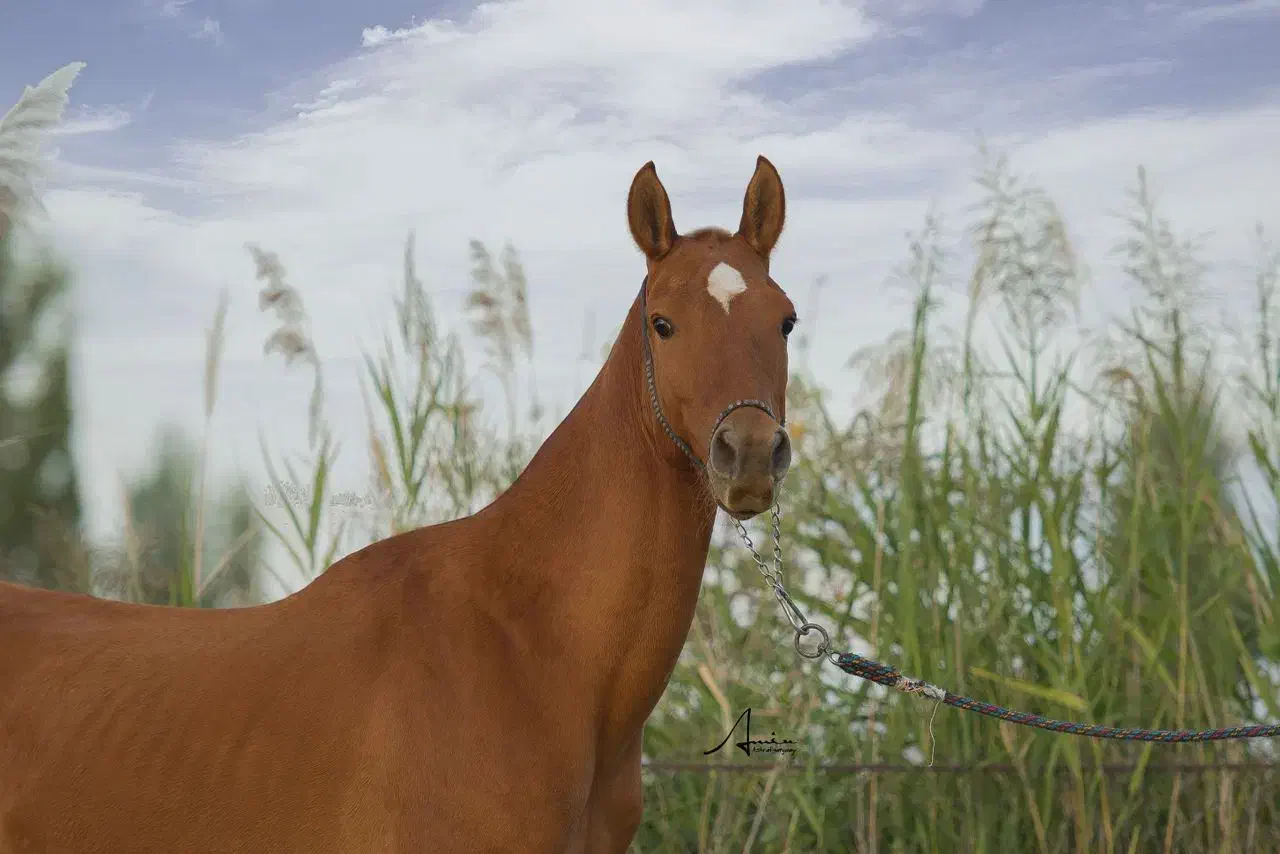 اسب دامداری سوارکاری|اسب و تجهیزات اسب‌سواری|رباط‌کریم, رباط‌کریم|دیوار