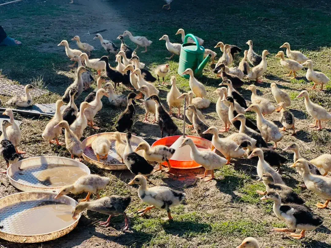 اردک پکنی یک ماهه|حیوانات مزرعه|رشت, حومه رشت|دیوار
