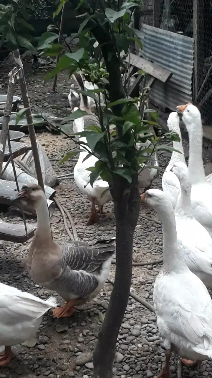 فروش تعدادی قوغاز و نیمچه مرغ و خروس|حیوانات مزرعه|سنگر, |دیوار