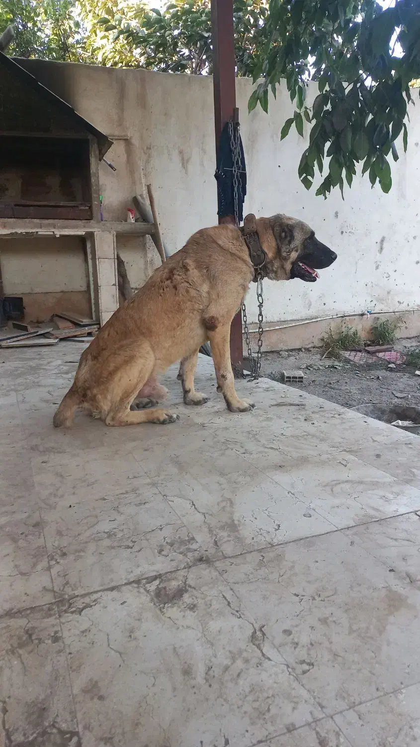 سگ سرابی نر|سگ|چهارباغ, |دیوار