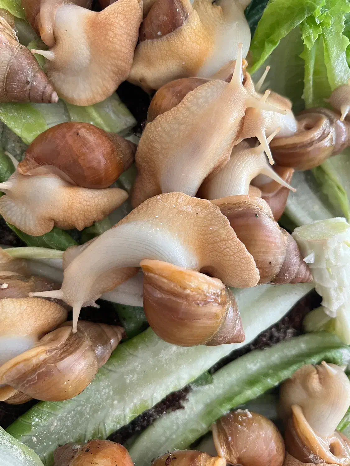 حلزون آچاتینا|خزنده|شیراز, شهرک گلستان|دیوار