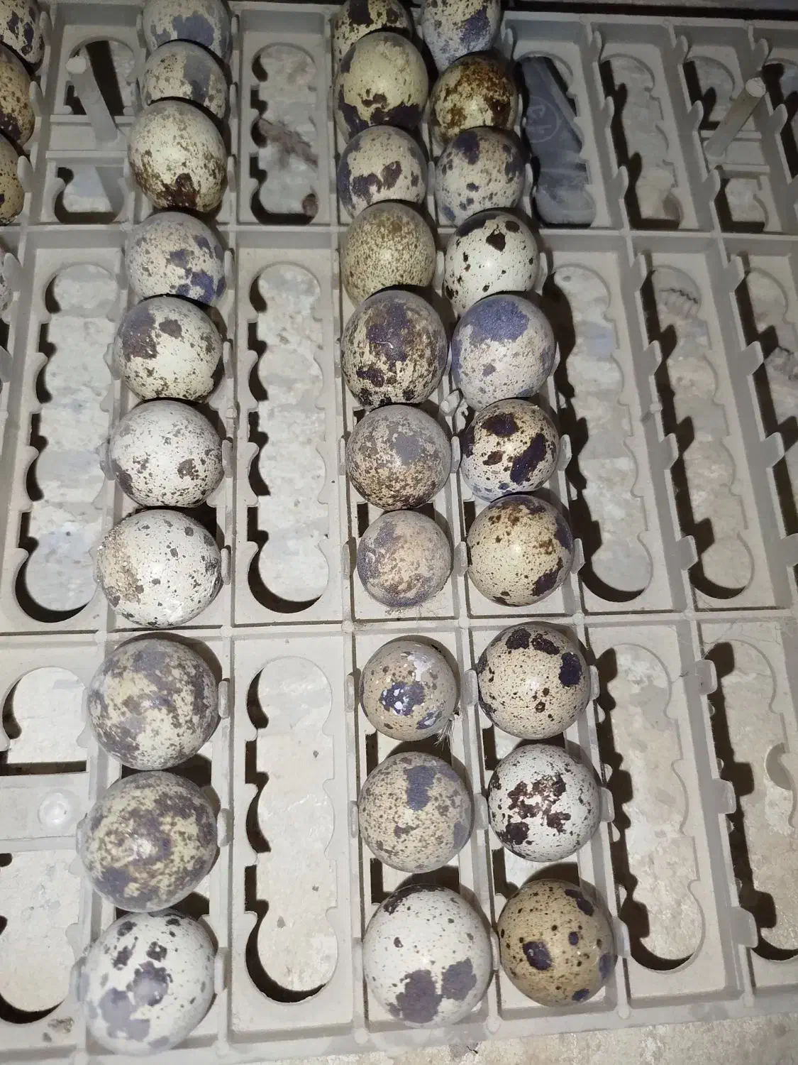 بلدرچین گوشتی و تخم بلدرچین|حیوانات مزرعه|کنارک, |دیوار