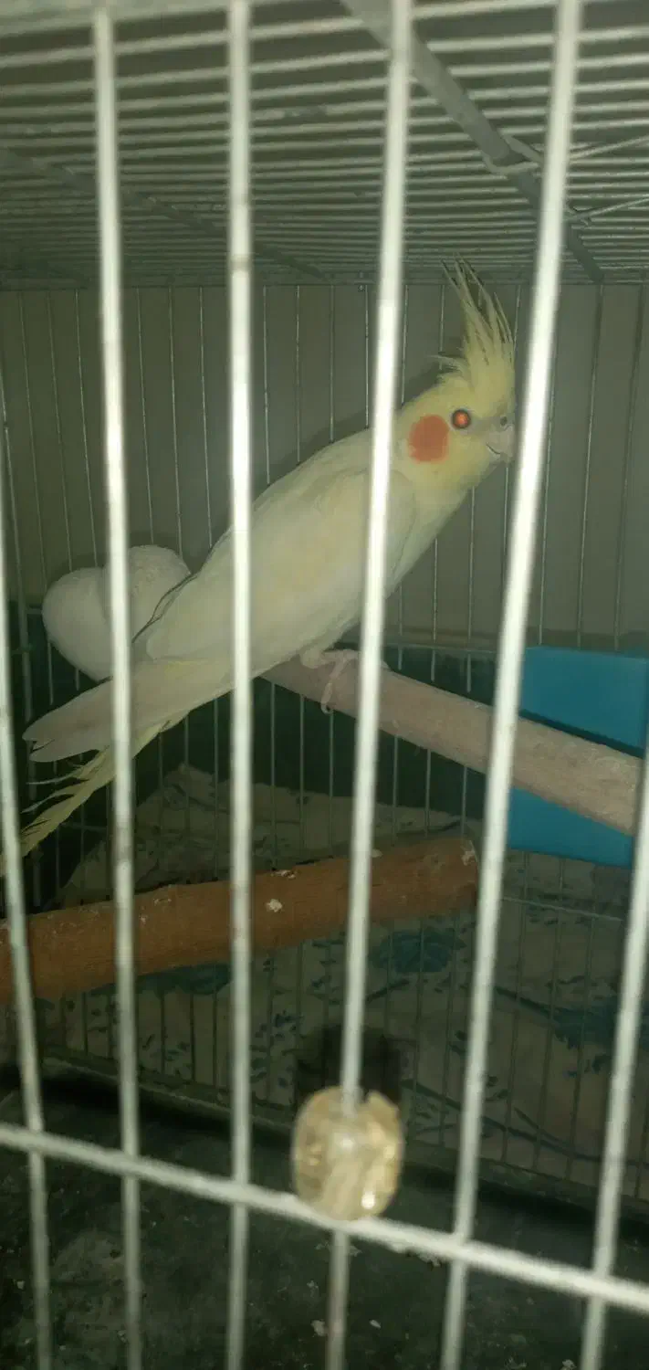 عروس هلندی ۶ ماهه|پرنده|بروجرد, |دیوار