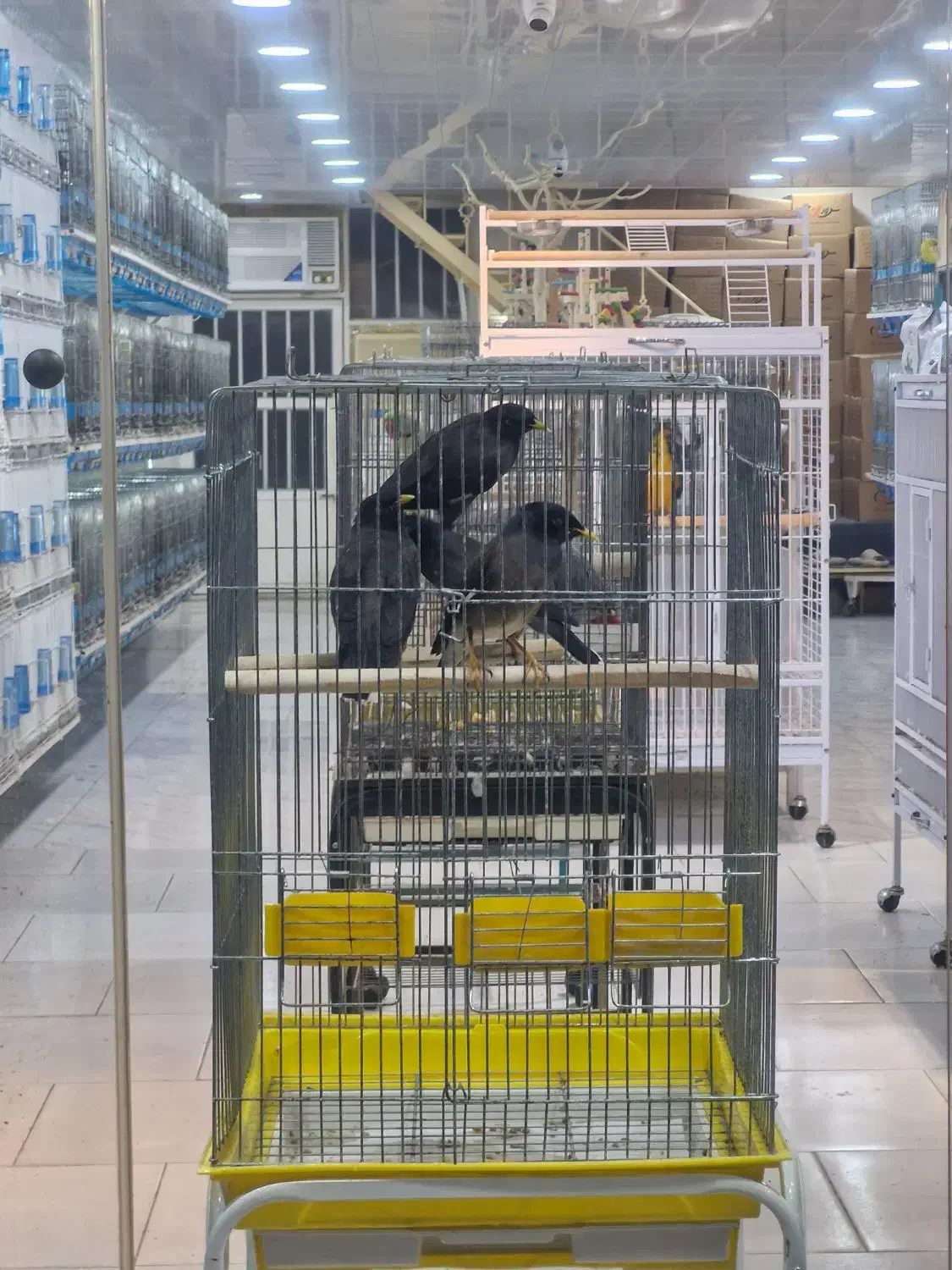 مینا چشم ستاره ای|پرنده|قشم, |دیوار