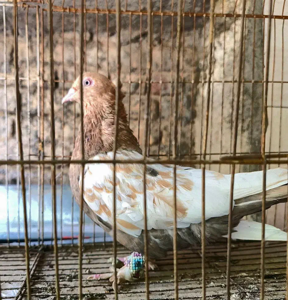 کفترماده سینه سرور ذات قدیم پامیل بزن سروهیکل دار|پرنده|شیراز, کاراندیش|دیوار