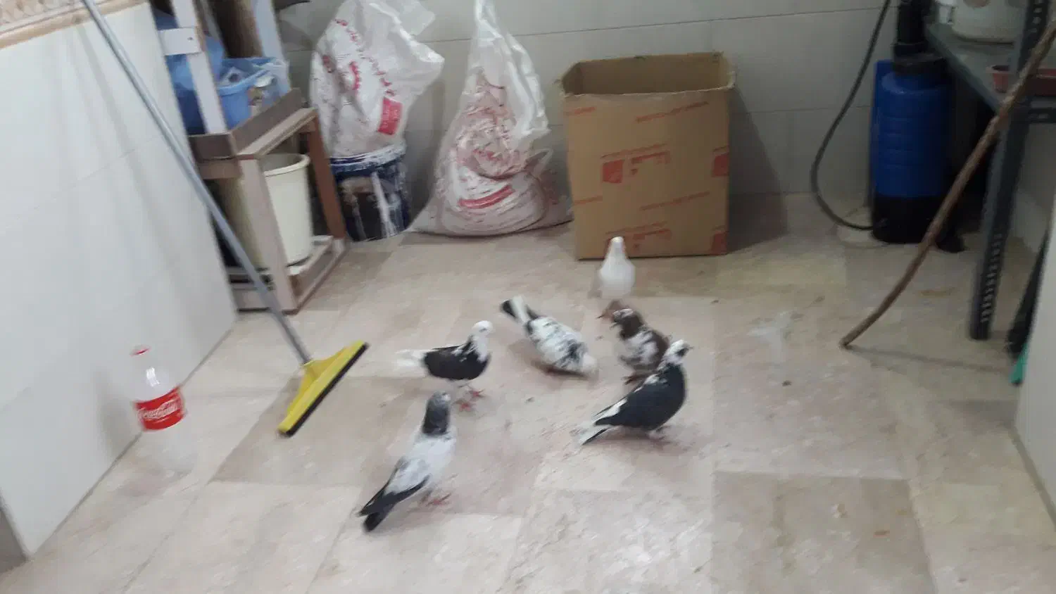 کبوتر غریب|حیوانات|زنجان, |دیوار