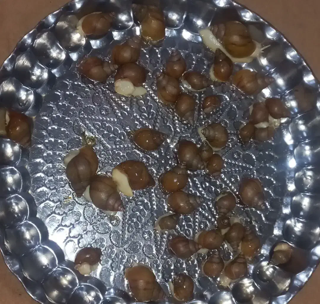 حلزون آلبینو|خزنده|قزوین, |دیوار