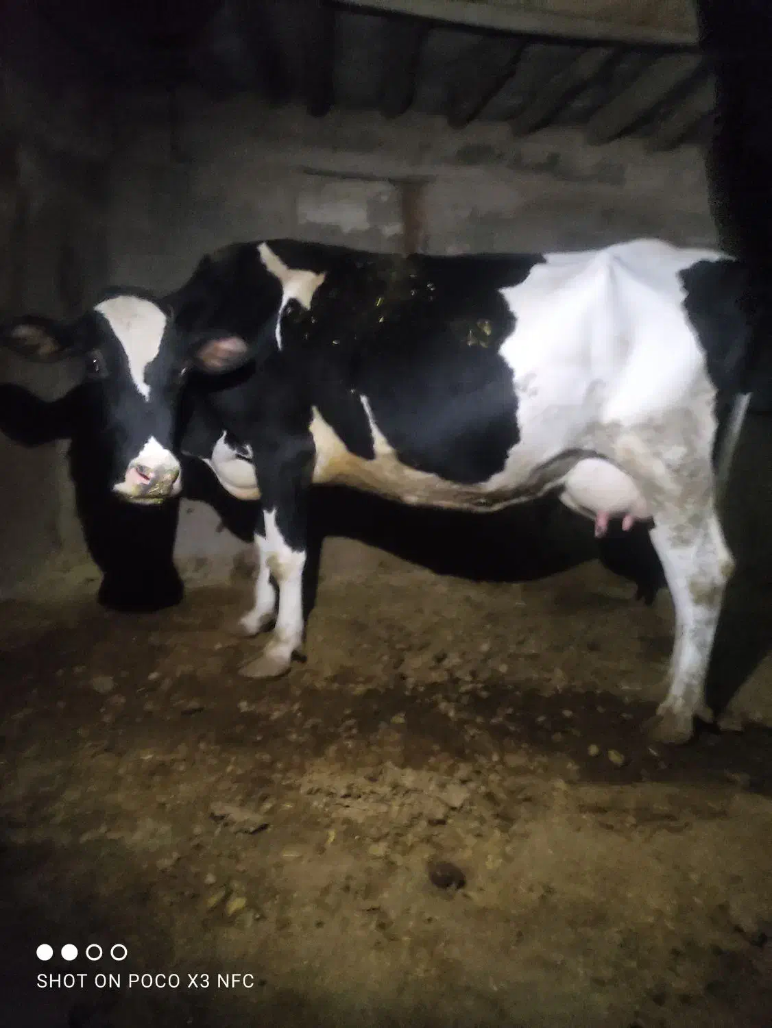 شراکت گاو گوساله|حیوانات مزرعه|هشتگرد, هیو|دیوار