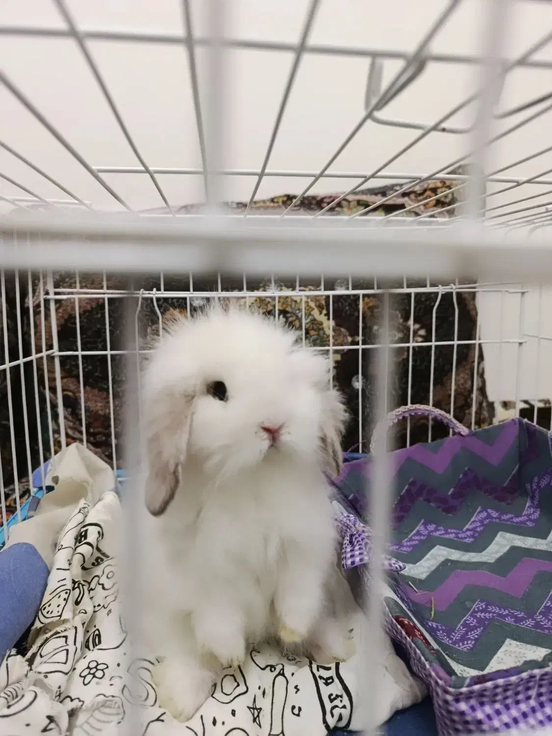 خرگوش مینی لوپ|موش و خرگوش|شیراز, پودنک|دیوار