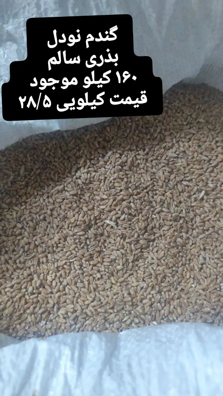 گندم نودل|خدمات باغبانی و درختکاری|کلاله, |دیوار