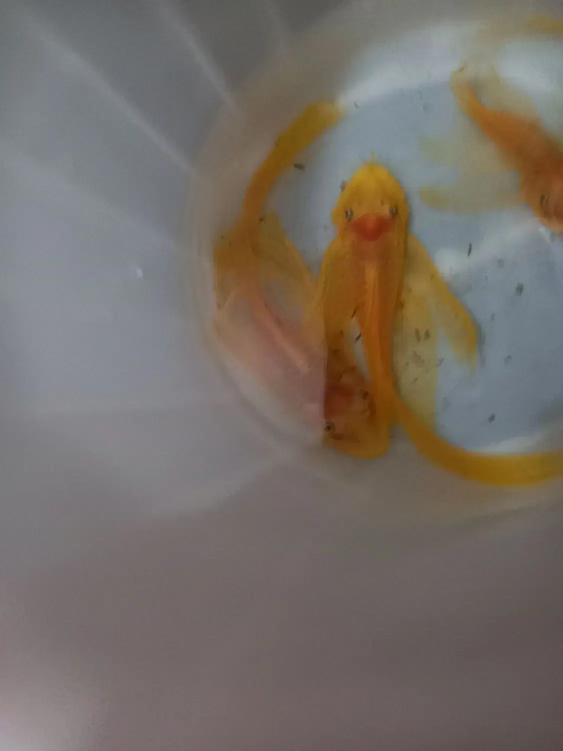 کت آلبینیو و بلو آیز|ماهی|تهران, تولید دارو|دیوار