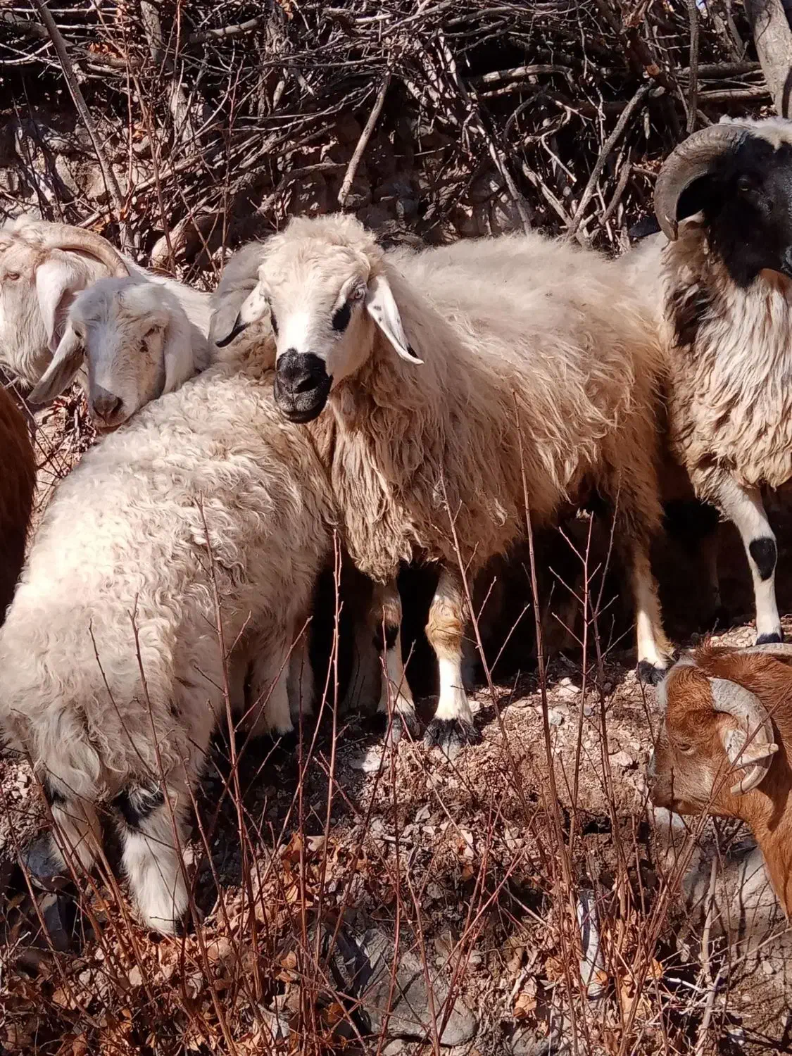 گوسفند|حیوانات مزرعه|کرمان, |دیوار