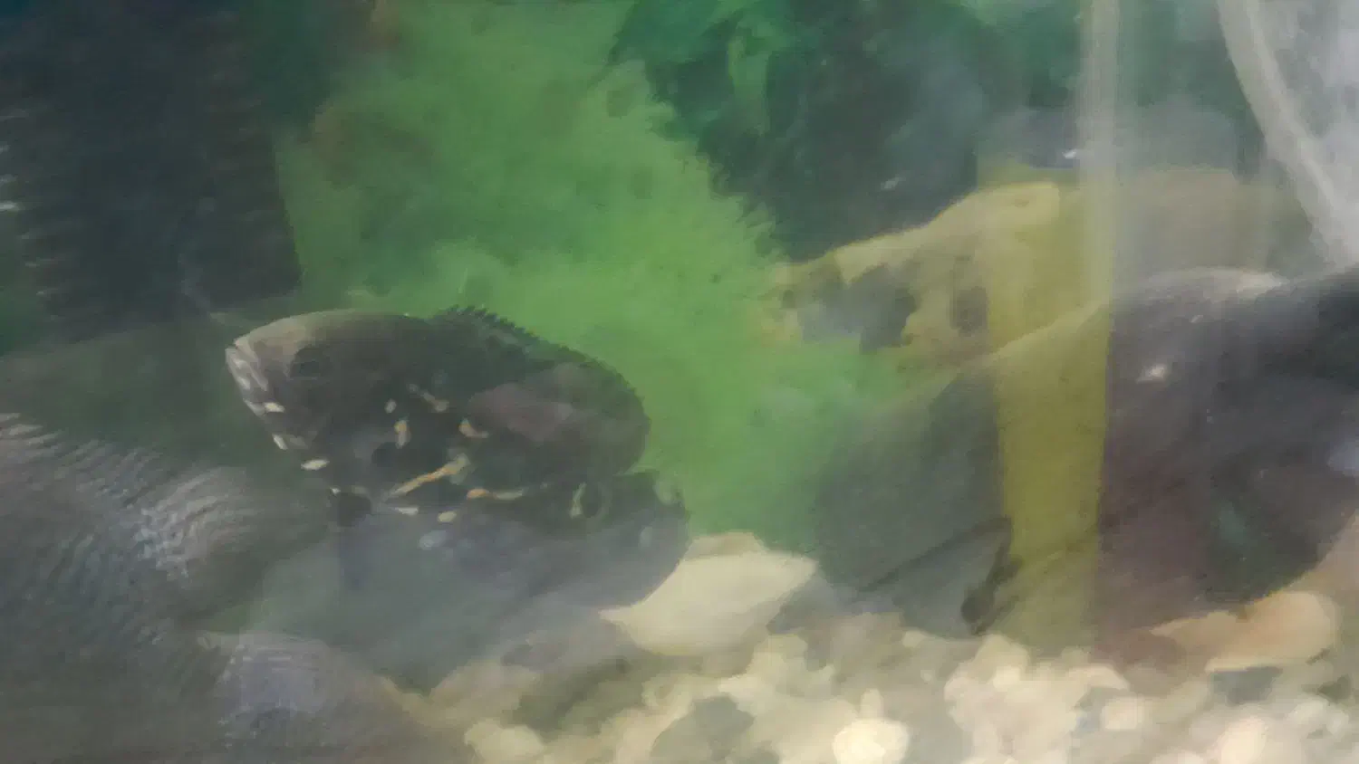 دوعدد ماهی اسکار|ماهی|همدان, |دیوار