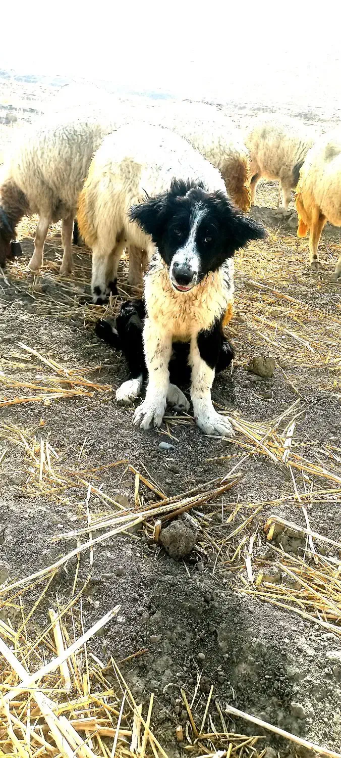 سگ قدرجانی|سگ|ایلام, |دیوار