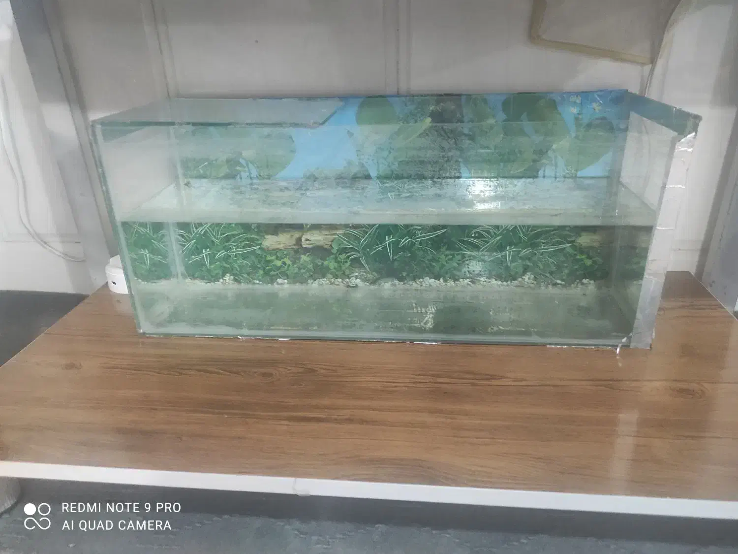 آکواریوم|ماهی|قم, شاد قلی|دیوار