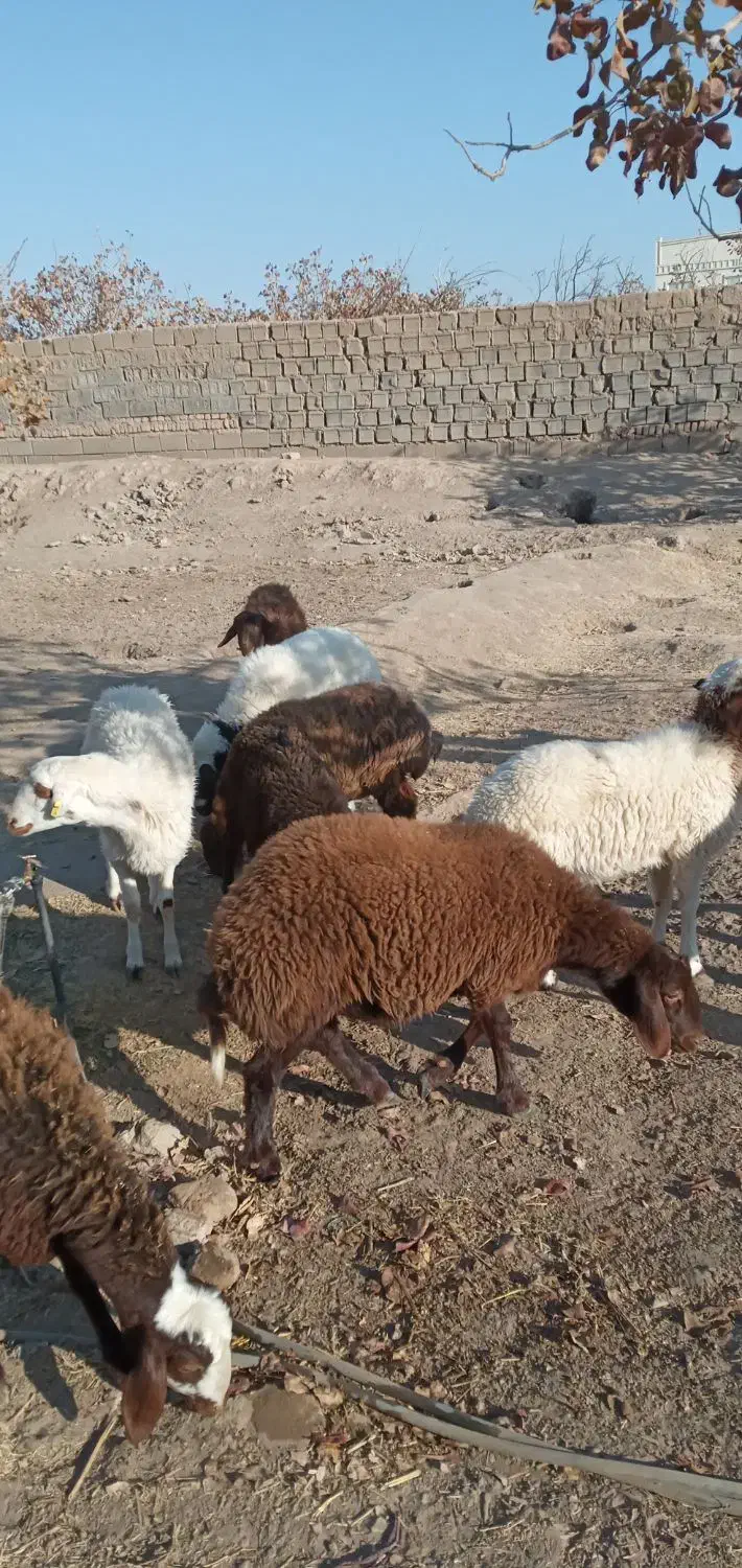 بره|حیوانات مزرعه|مه ولات, |دیوار