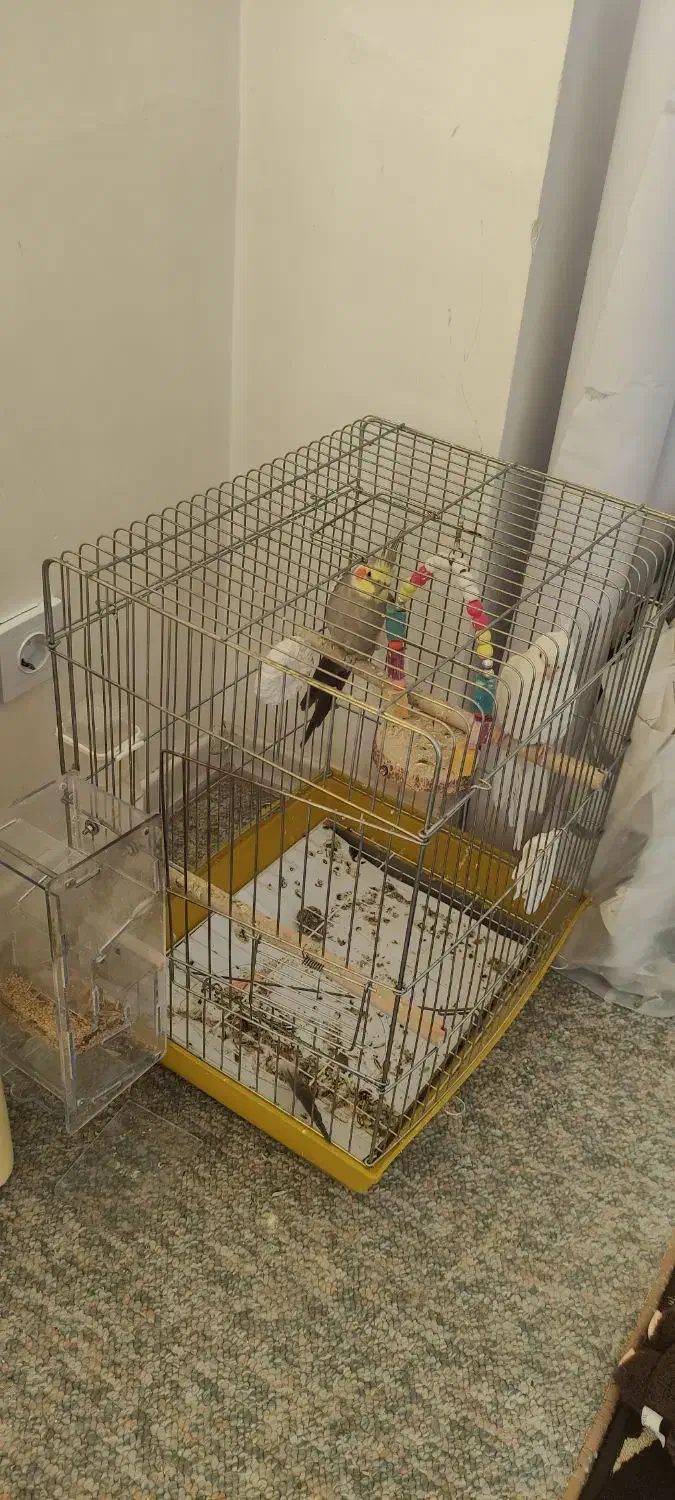 عروس هلندی|پرنده|محمدیه-قزوین, |دیوار