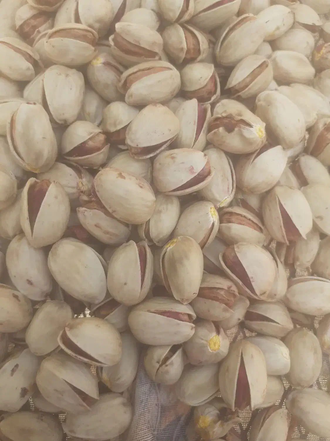 پسته خندان کله قوچی|خوردنی و آشامیدنی|نوده انقلاب, |دیوار