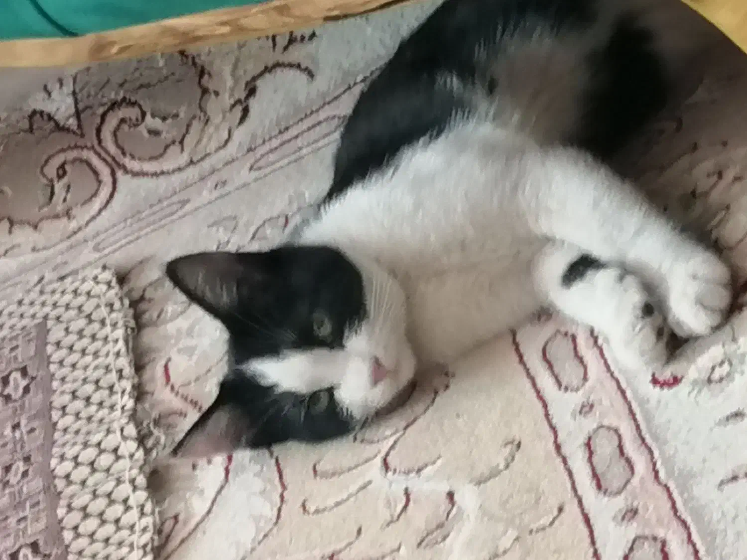 بچه گربه خوشگل و بازیگوش|گربه|یزد, |دیوار