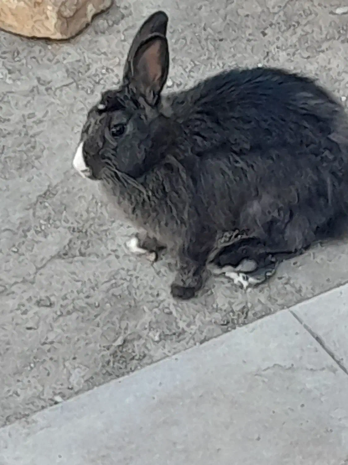 سلام خرگوش نر فروشی|موش و خرگوش|رفسنجان, |دیوار