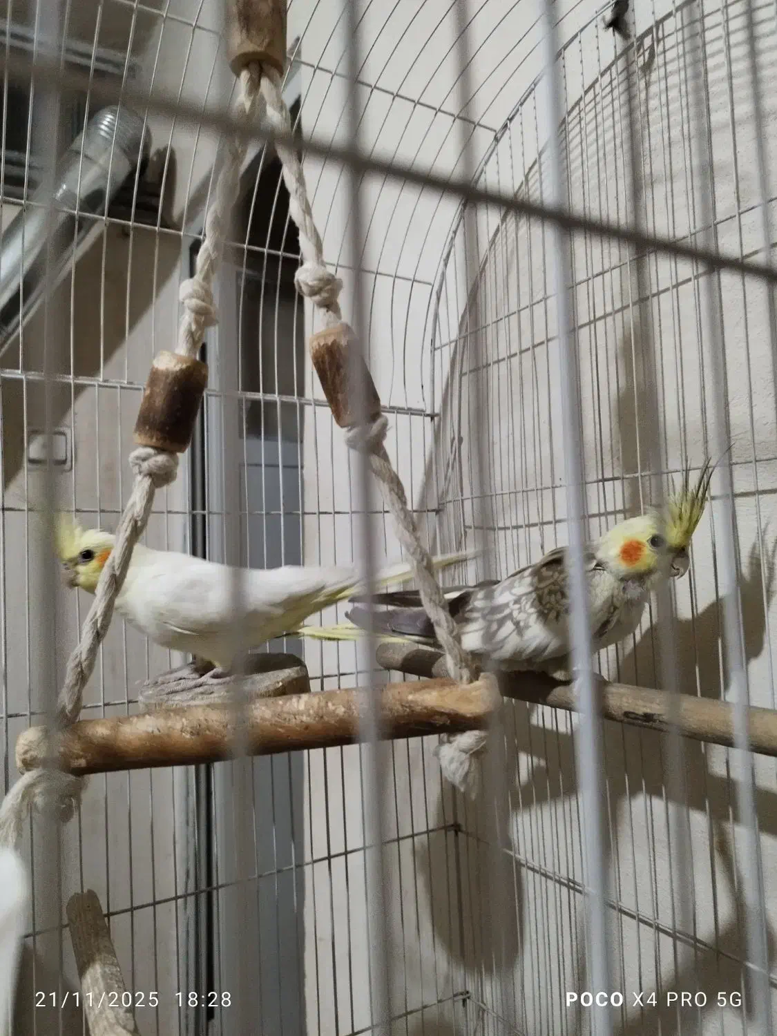 عروس هلندی|پرنده|وحیدیه, |دیوار