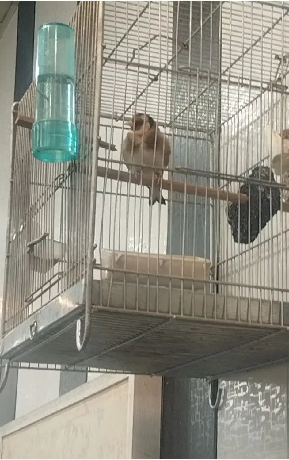 سهره نر|پرنده|شهریار, شهریار|دیوار