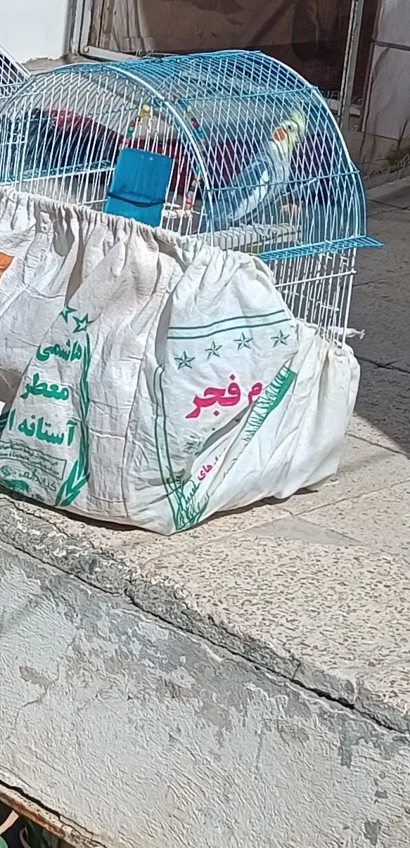 گمشده|حیوانات|خمین, |دیوار