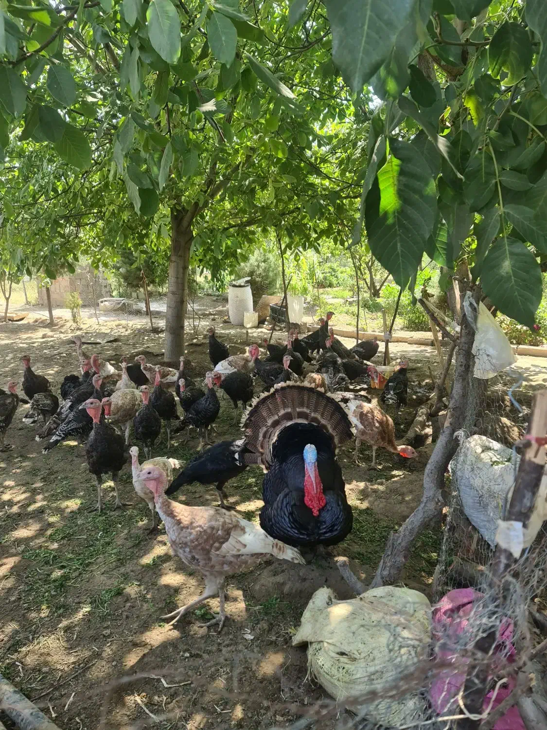 بوغلمون محلی|حیوانات مزرعه|همدان, |دیوار