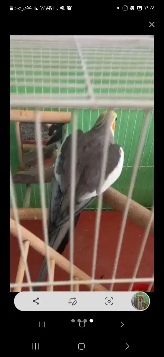 عروس هلندی گمشده|حیوانات|مشهد, جاهد شهر|دیوار