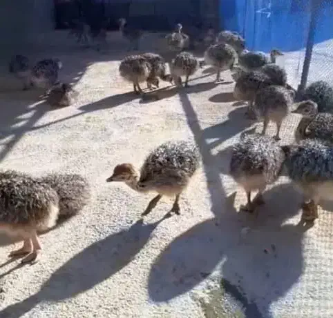 جوجه شترمرغ یکروزه و یکماهه|حیوانات مزرعه|ری, صالحآباد شرقی|دیوار