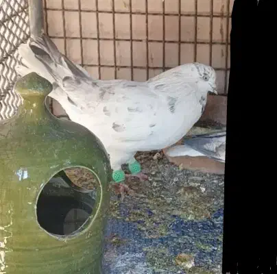 کفتر|پرنده|قم, علی آباد سعدگان|دیوار