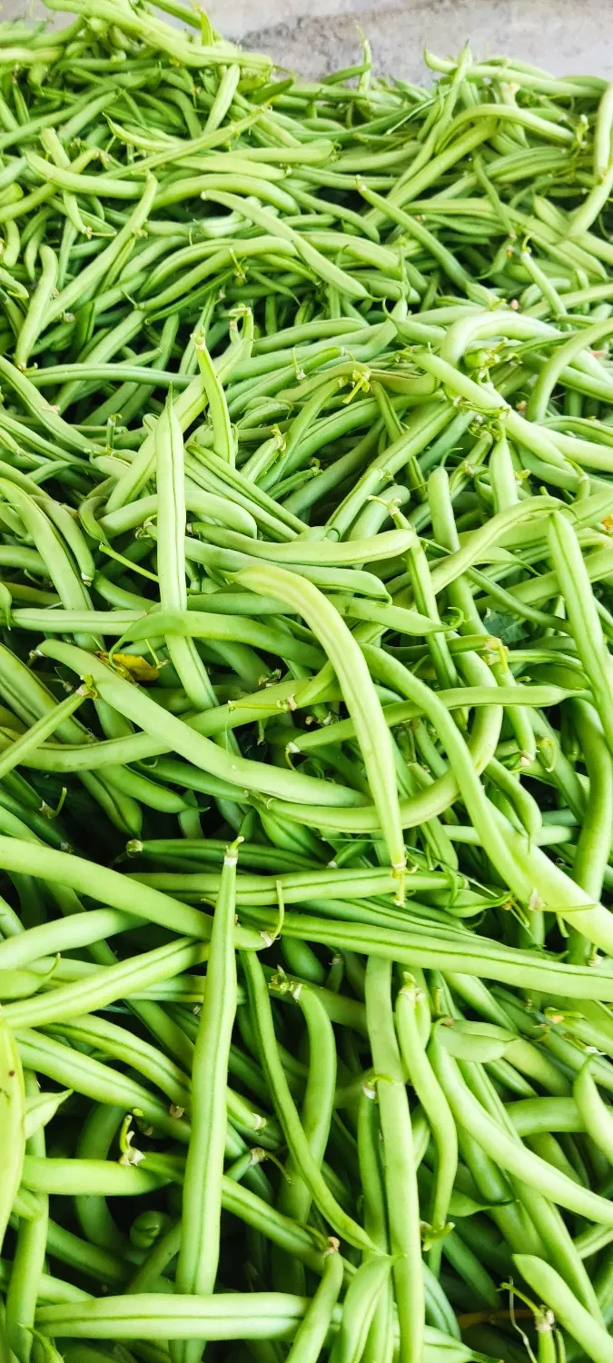 سبزی|خوردنی و آشامیدنی|مریوان, |دیوار