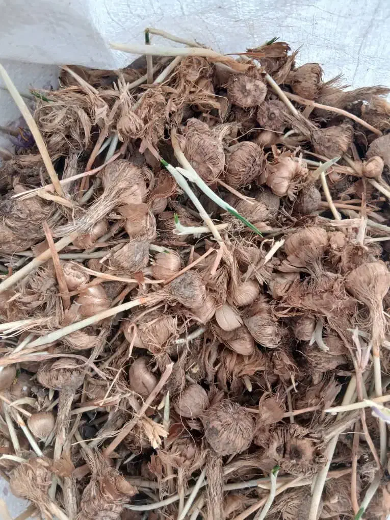 عناب ونهال عناب زرشک افین بزرگترین باغستان زرشک|عمده‌فروشی|تهران, بوستان شیان|دیوار