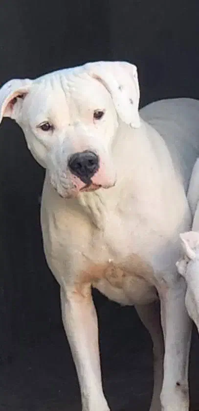 داگو آرژانتینو|سگ|بومهن, |دیوار