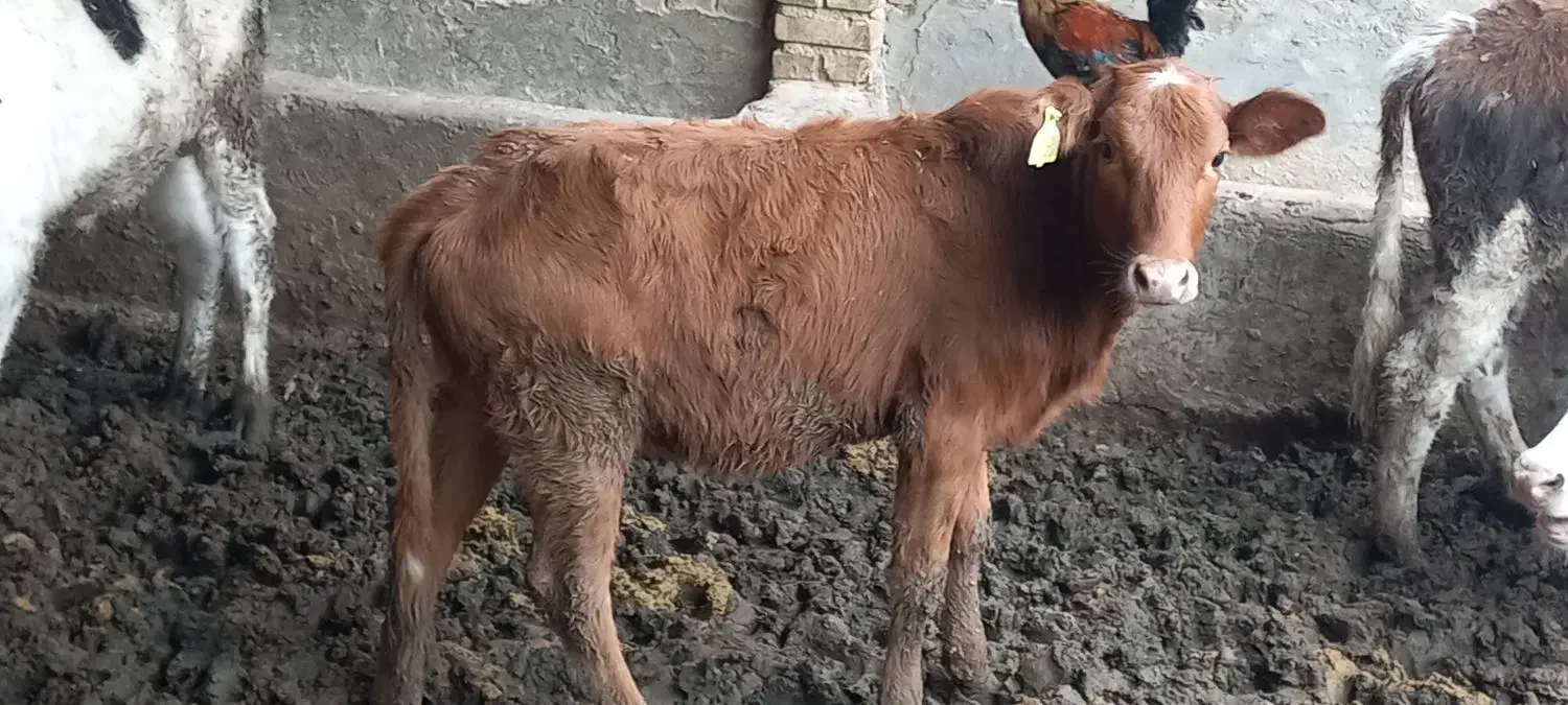 گوساله نر وماده|حیوانات مزرعه|سوسنگرد, |دیوار