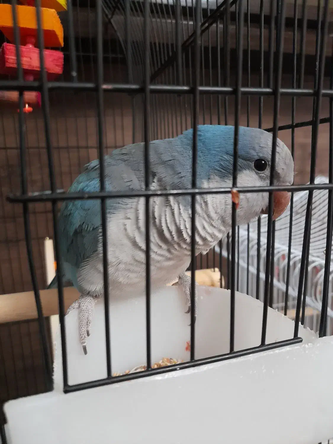 طوطی راهب شیطوون|پرنده|اندیشه, شهرک المهدی|دیوار