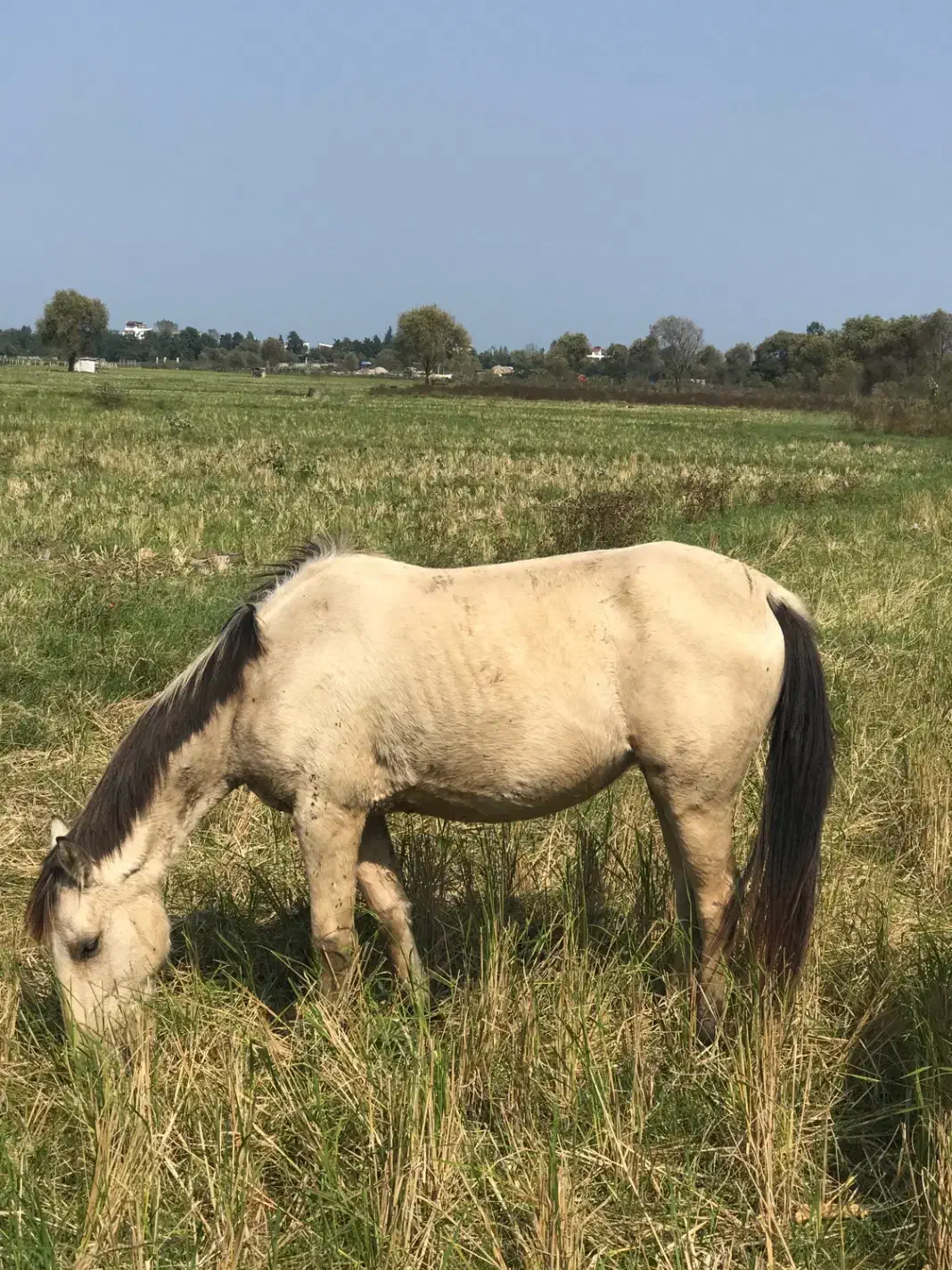 فروش  اسب|اسب و تجهیزات اسبسواری|رامسر, |دیوار