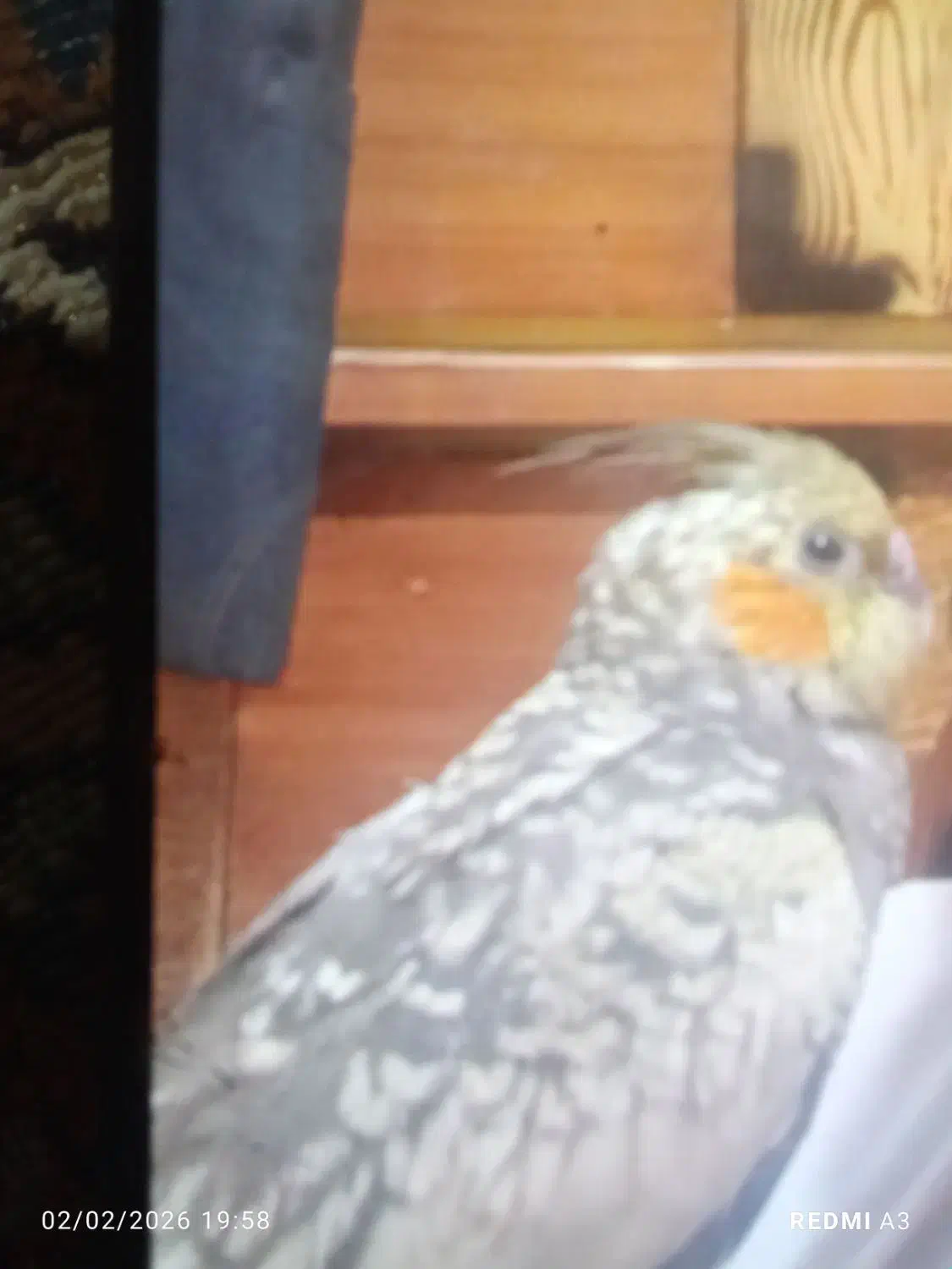 عروس هلندی گمشده|حیوانات|خاش, |دیوار