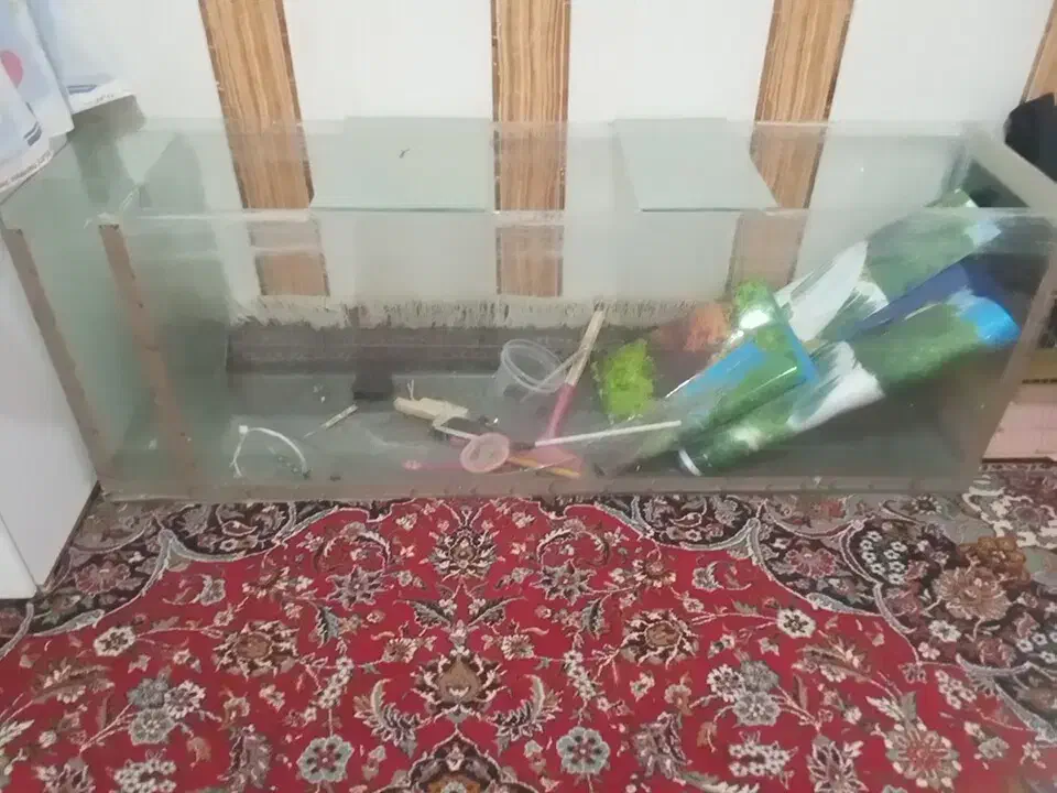 اکواریوم|ماهی|زاهدان, |دیوار