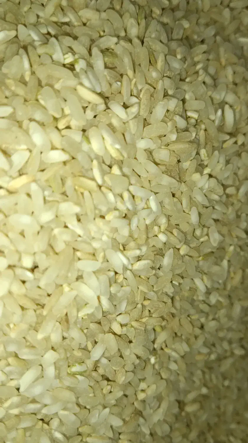 برنج چمپا چیتاب و صالحون|خوردنی و آشامیدنی|یاسوج, |دیوار