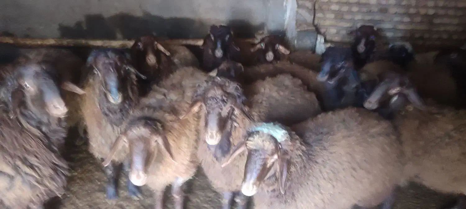 بره نر|حیوانات مزرعه|گلپایگان, |دیوار