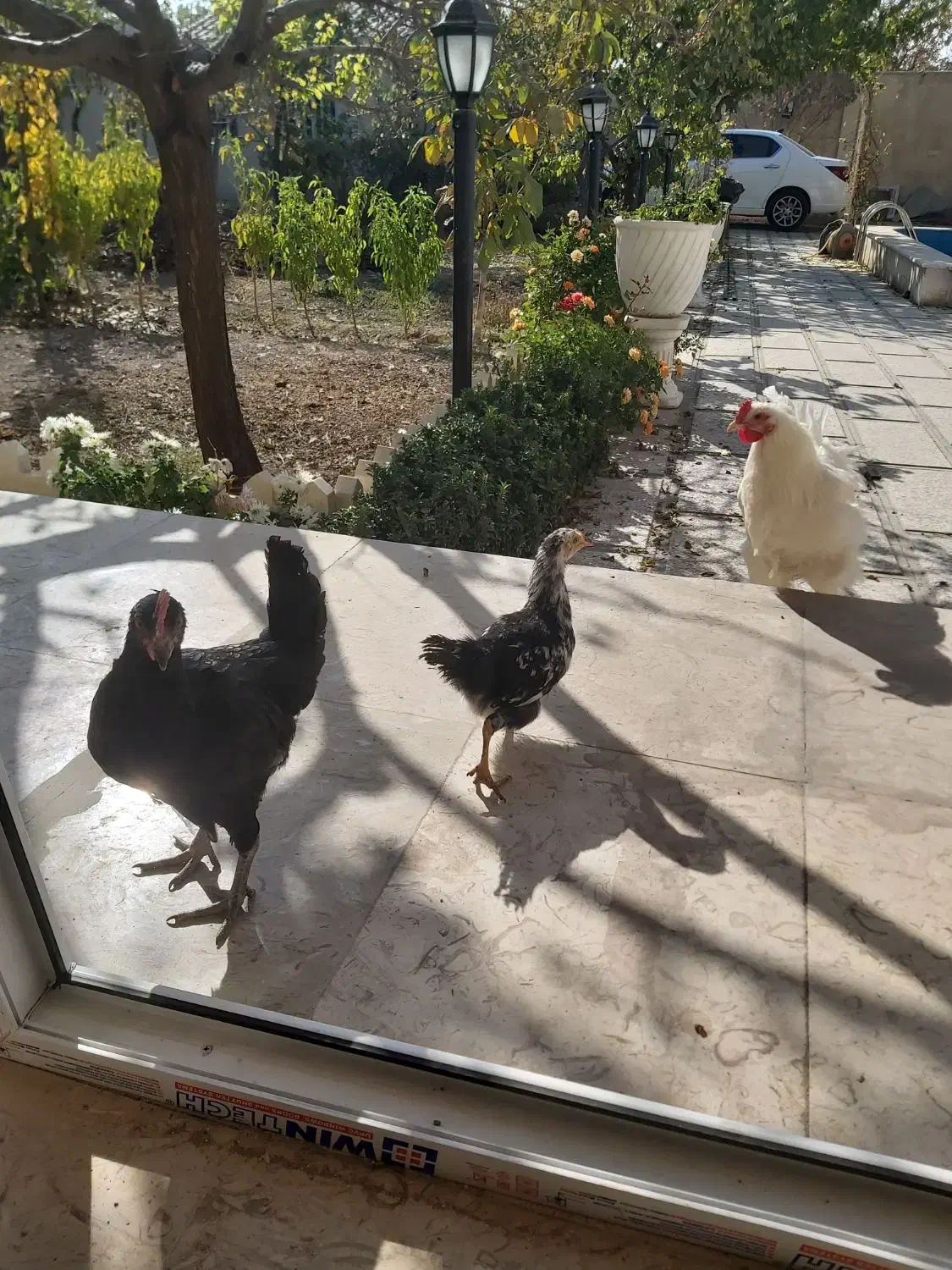 جوجه نیمچه و رسمی|حیوانات مزرعه|آبیک, |دیوار