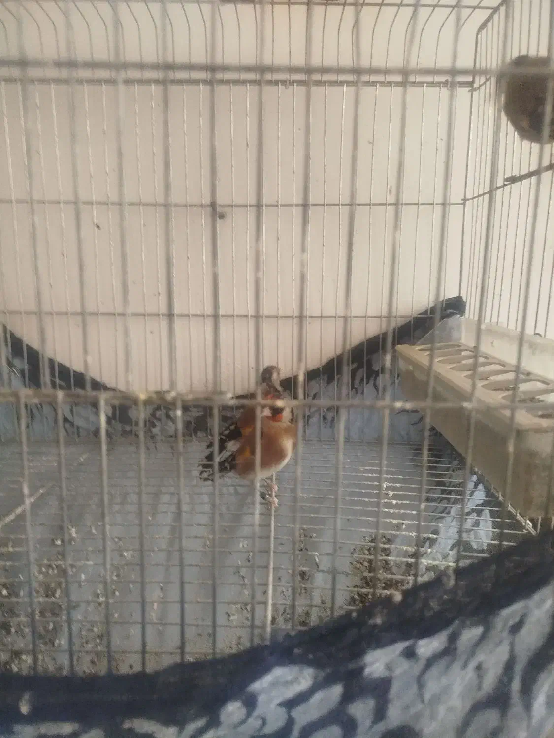 سهره قناری جوجه قفس پلاک پا|پرنده|فسا, |دیوار