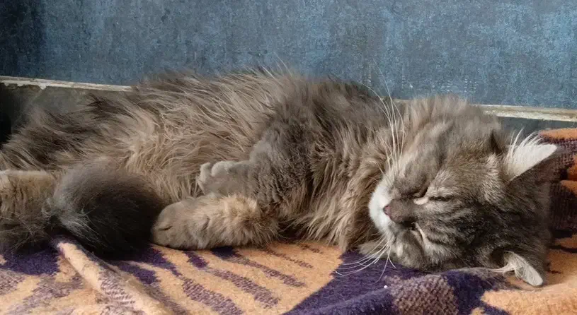 گربه اسکاتیش نرساله|گربه|شوشتر, |دیوار